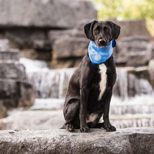 ICE BAND - Dog Cooling Bandana - Blue