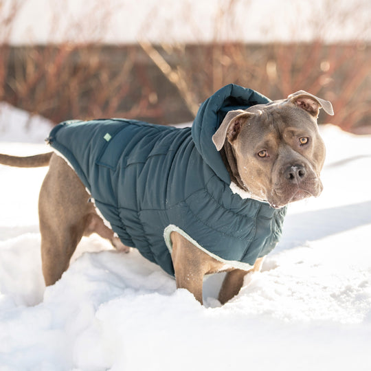 Arctic Parka - Teal