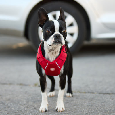 Travel Harness - Red