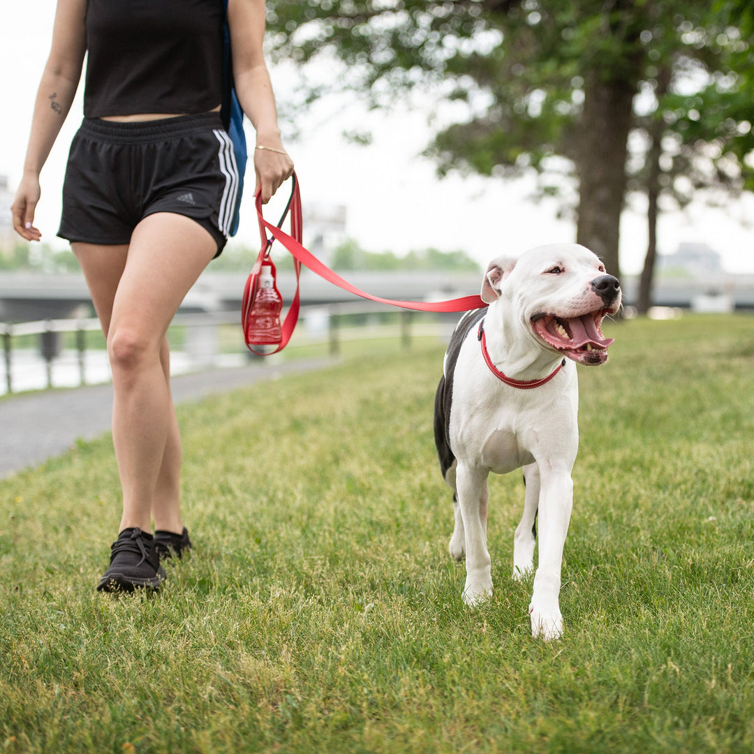 Reflective Collar - Red